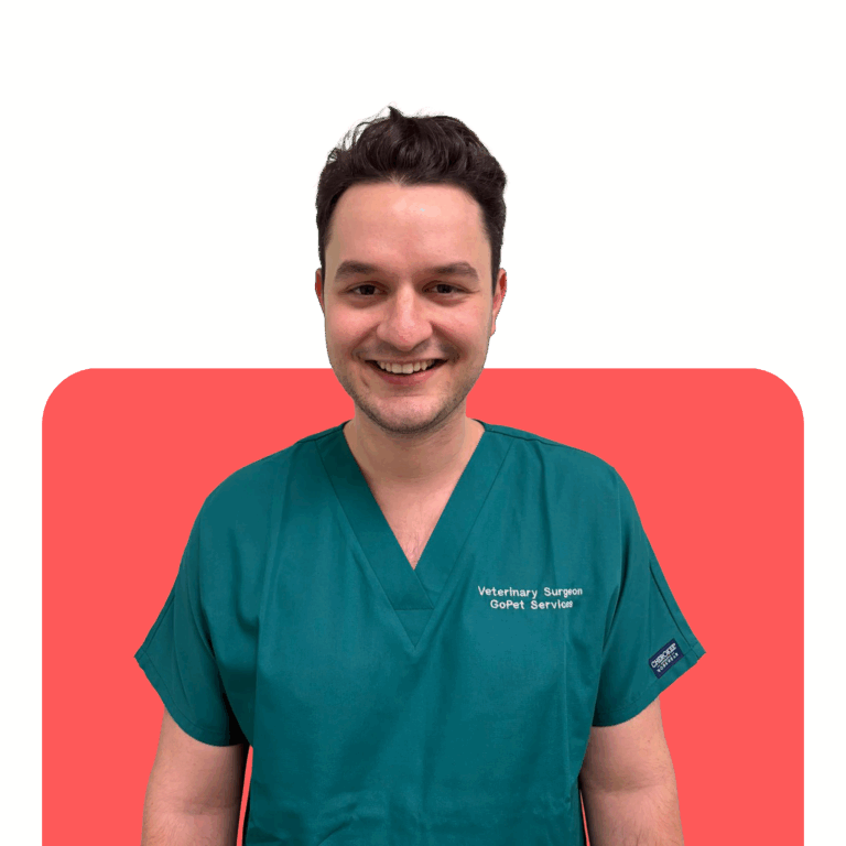 Veterinary surgeon in green scrubs