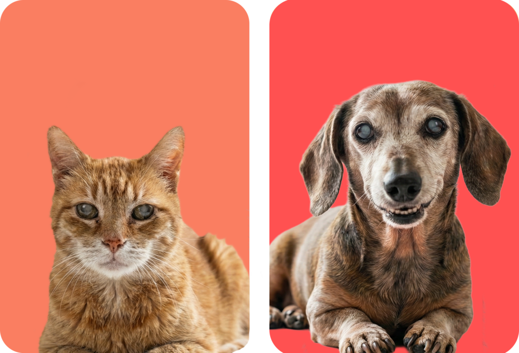 Euthanasia page. An old orange cat on the left, and an old sausage dog on the right.