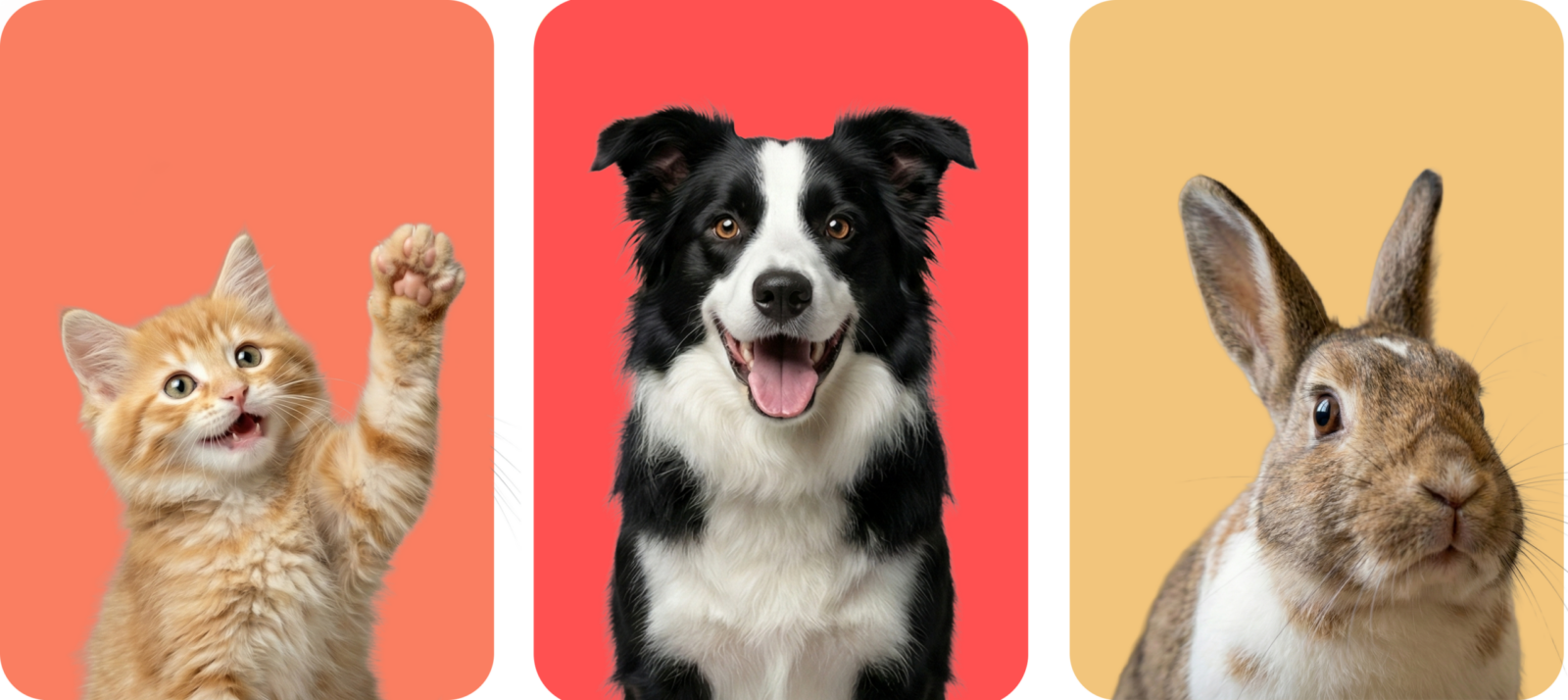 Pet Wellness Club, pet-wellness-club