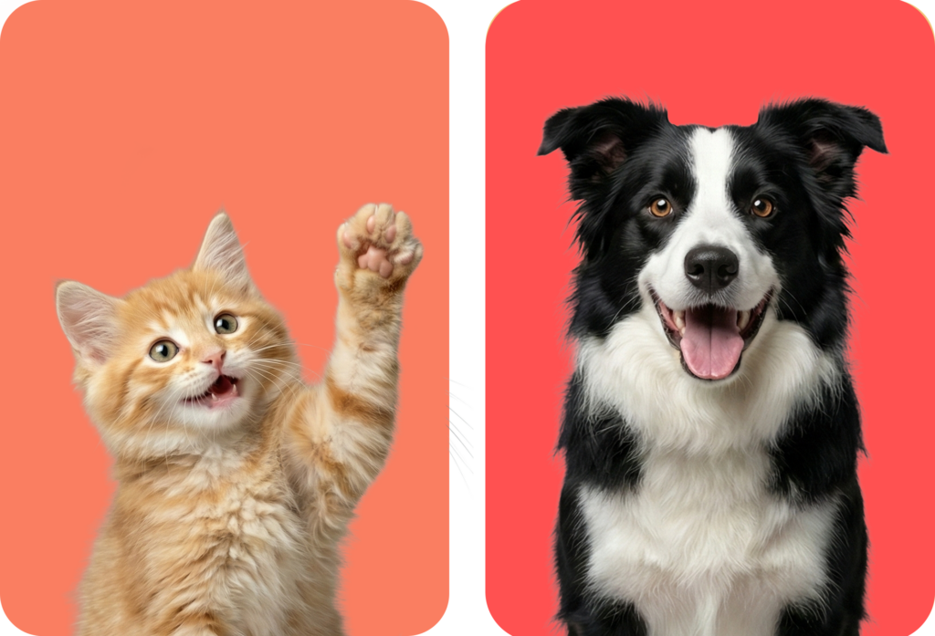 Vet Price List. Orange Cat and Border collie dog