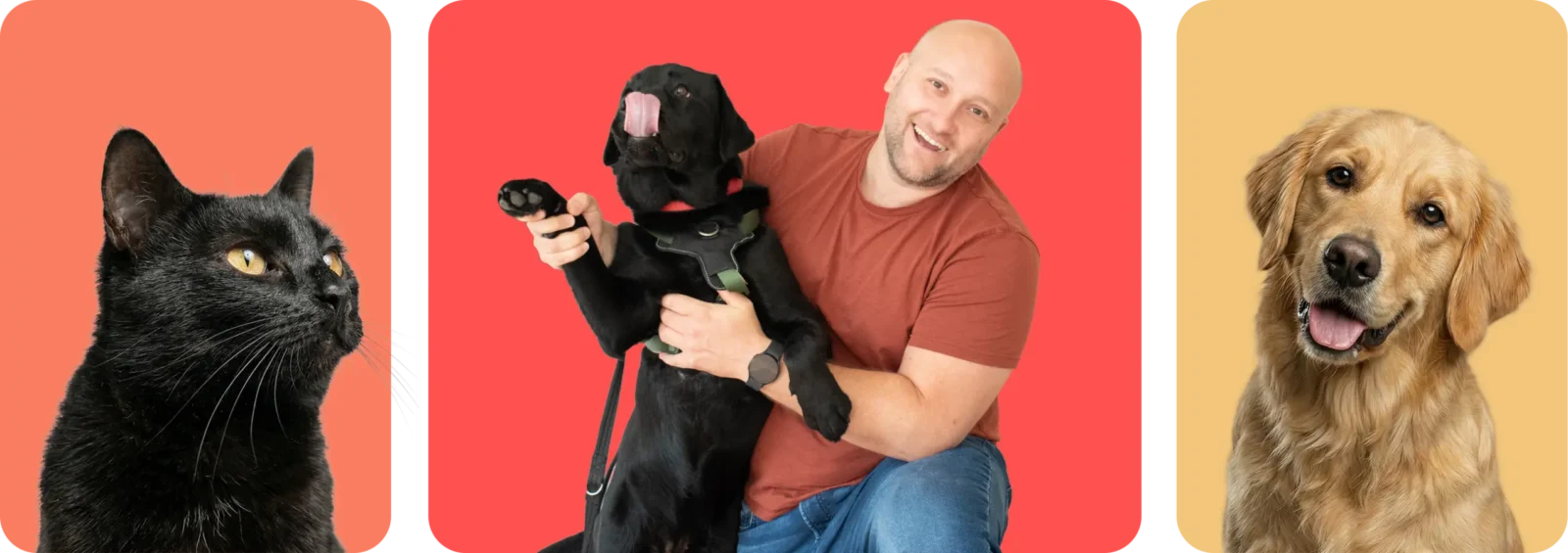 Cat on the left on an orange background, Mike the Vets in the middle with a dog, and a golden retriever on the right on a yellow background