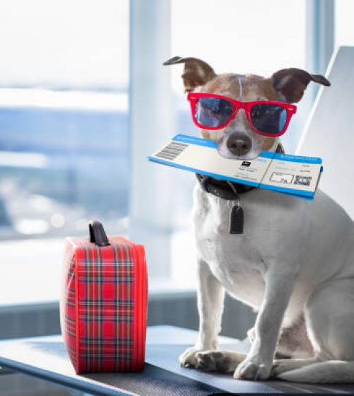 holiday vacation jack russell dog waiting in airport terminal ready to board the airplane or plane at the gate, luggage or bag to the side